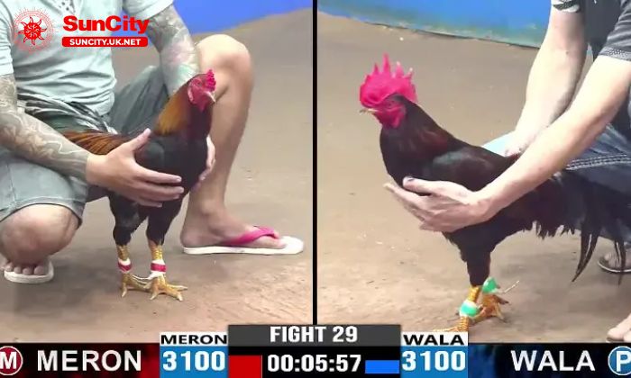 Đá gà Suncity sở hữu nhiều ưu điểm nổi bật