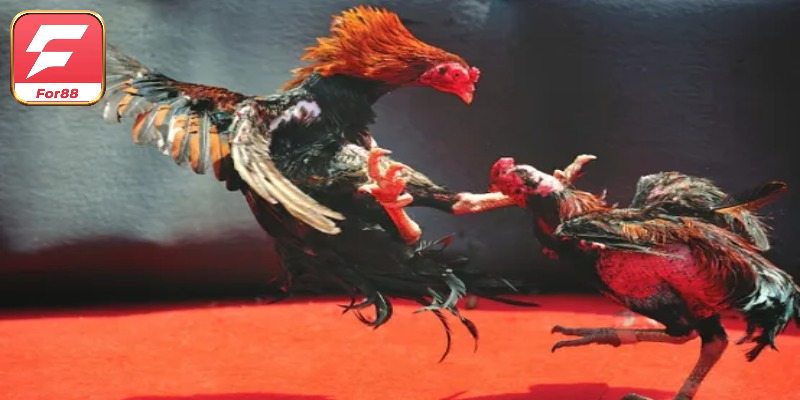 Đôi nét hình thức chọi kê C1 C2