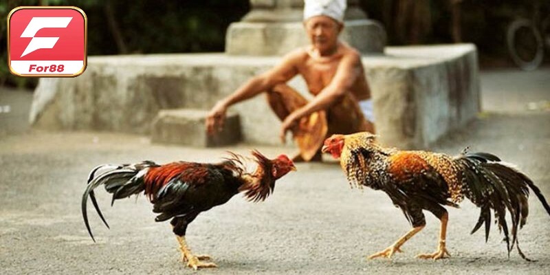 Hình thức chấp bạc trong đá gà là gì