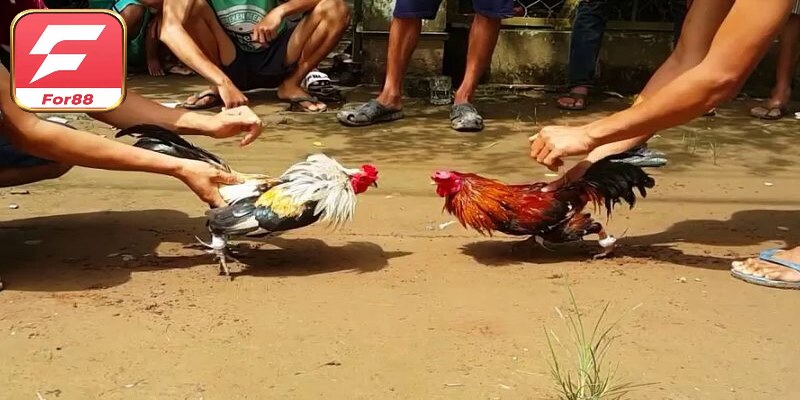 Phân loại hạng trong luật chấp đá gà